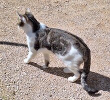 ZORRO, Katze, Europäisch Kurzhaar in Spanien - Bild 3
