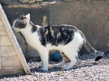 ZORRO, Katze, Europäisch Kurzhaar in Spanien - Bild 4