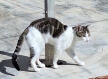 ZORRO, Katze, Europäisch Kurzhaar in Spanien - Bild 5