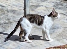 ZORRO, Katze, Europäisch Kurzhaar in Spanien - Bild 6