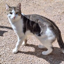 ZORRO, Katze, Europäisch Kurzhaar in Haar