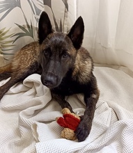 KAYSA, Hund, Malinois-Mix in Spanien - Bild 1