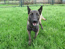 KAYSA, Hund, Malinois-Mix in Spanien - Bild 2