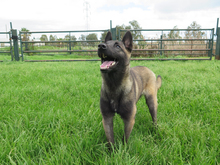 KAYSA, Hund, Malinois-Mix in Spanien - Bild 3