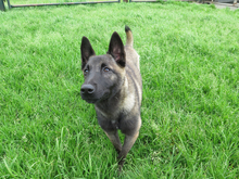 KAYSA, Hund, Malinois-Mix in Spanien - Bild 4