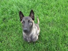 KAYSA, Hund, Malinois-Mix in Spanien - Bild 6