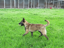 KAYSA, Hund, Malinois-Mix in Spanien - Bild 8