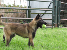 KAYSA, Hund, Malinois-Mix in Spanien - Bild 9