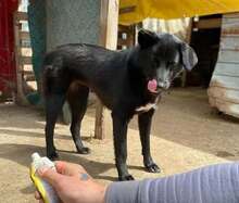 BLACKBEAUTY, Hund, Mischlingshund in Rumänien - Bild 2
