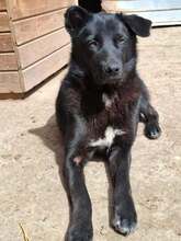 BLACKBEAUTY, Hund, Mischlingshund in Rumänien - Bild 3