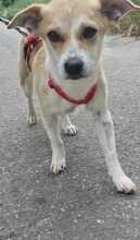 FARAH, Hund, Mischlingshund in Tappenbeck - Bild 1