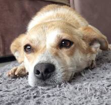 FARAH, Hund, Mischlingshund in Tappenbeck - Bild 2