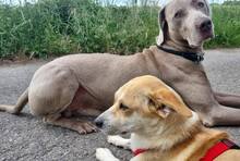 FARAH, Hund, Mischlingshund in Tappenbeck - Bild 3