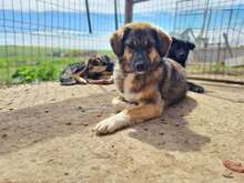 HAZEL, Hund, Mischlingshund in Rumänien