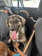 HAZEL, Hund, Mischlingshund in Rumänien - Bild 2