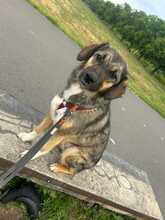 HAZEL, Hund, Mischlingshund in Berlin