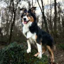 IVY, Hund, Australian Shepherd Miniature in Obersontheim