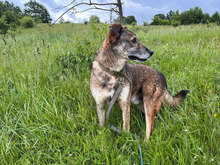 PETER, Hund, Mischlingshund in Rumänien - Bild 10