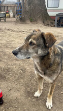 PETER, Hund, Mischlingshund in Rumänien - Bild 11