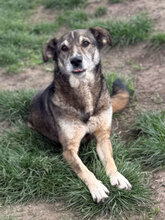 PETER, Hund, Mischlingshund in Rumänien - Bild 12