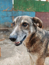 PETER, Hund, Mischlingshund in Rumänien - Bild 7