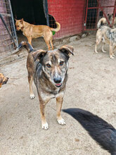 PETER, Hund, Mischlingshund in Rumänien - Bild 8