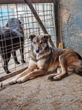 PETER, Hund, Mischlingshund in Rumänien - Bild 9