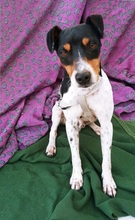FIDO, Hund, Bodeguero Andaluz in Spanien