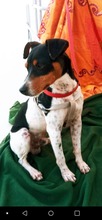 FIDO, Hund, Bodeguero Andaluz in Spanien - Bild 2
