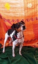 FIDO, Hund, Bodeguero Andaluz in Spanien - Bild 3