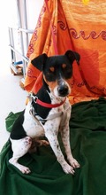 FIDO, Hund, Bodeguero Andaluz in Spanien - Bild 4