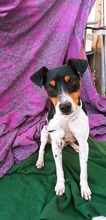 FIDO, Hund, Bodeguero Andaluz in Spanien - Bild 6