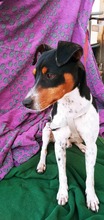 FIDO, Hund, Bodeguero Andaluz in Spanien - Bild 7