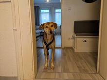 PINA, Hund, Mischlingshund in Nürnberg - Bild 2
