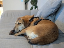 PINA, Hund, Mischlingshund in Nürnberg - Bild 4