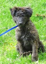 MARLENE, Hund, Mischlingshund in Rumänien - Bild 3