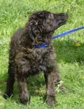 MARLENE, Hund, Mischlingshund in Rumänien - Bild 4