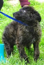 MARLENE, Hund, Mischlingshund in Rumänien - Bild 7