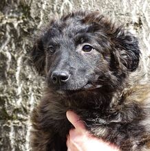 MARLENE, Hund, Mischlingshund in Rumänien - Bild 8