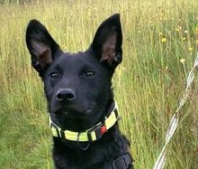 PADDY, Hund, Mischlingshund in Ludwigschorgast - Bild 1
