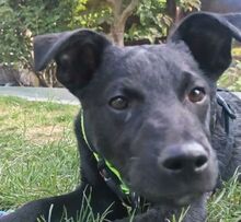 PADDY, Hund, Mischlingshund in Ludwigschorgast - Bild 10