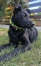 PADDY, Hund, Mischlingshund in Ludwigschorgast - Bild 11