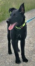 PADDY, Hund, Mischlingshund in Ludwigschorgast - Bild 12