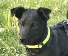 PADDY, Hund, Mischlingshund in Ludwigschorgast - Bild 13