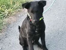 PADDY, Hund, Mischlingshund in Ludwigschorgast - Bild 14