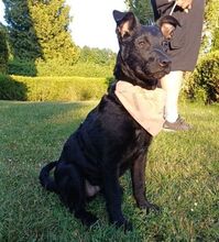 PADDY, Hund, Mischlingshund in Ludwigschorgast - Bild 16
