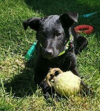 PADDY, Hund, Mischlingshund in Ludwigschorgast - Bild 18