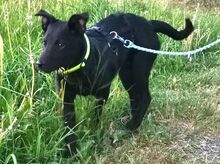 PADDY, Hund, Mischlingshund in Ludwigschorgast - Bild 2