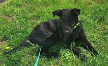 PADDY, Hund, Mischlingshund in Ludwigschorgast - Bild 3