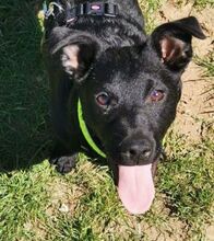 PADDY, Hund, Mischlingshund in Ludwigschorgast - Bild 30